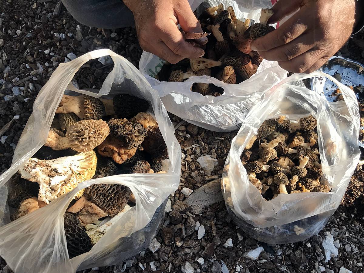 kuzugobegi-nerede-yetisiyor-zehirli-mi-yenir-mi-kuzugobegi-faydalari-neler-4