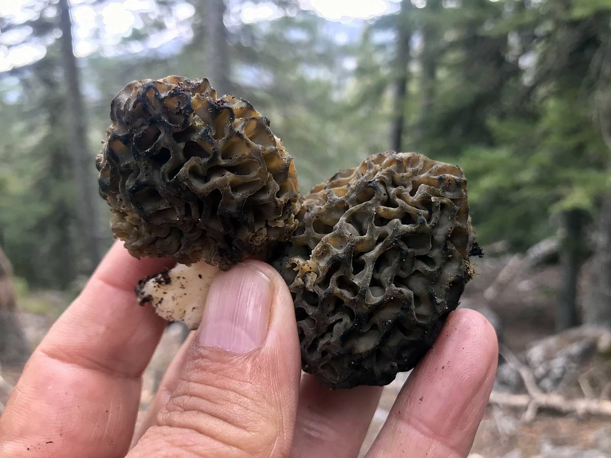 kuzugobegi-nerede-yetisiyor-zehirli-mi-yenir-mi-kuzugobegi-faydalari-neler-5