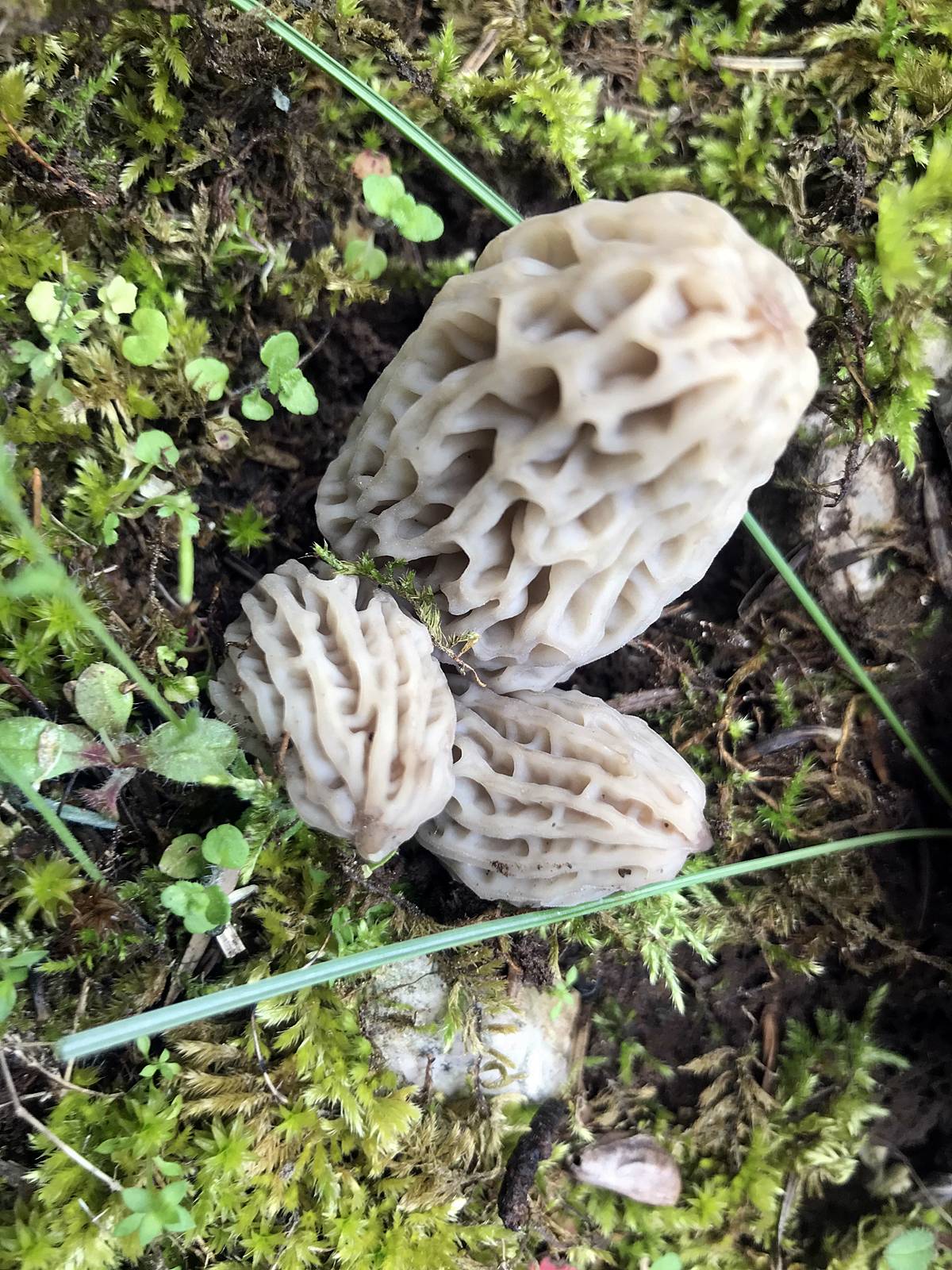 kuzugobegi-nerede-yetisiyor-zehirli-mi-yenir-mi-kuzugobegi-faydalari-neler-6