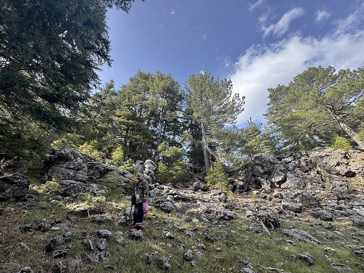 kuzugobegi-nerede-yetisiyor-zehirli-mi-yenir-mi-kuzugobegi-faydalari-neler-7