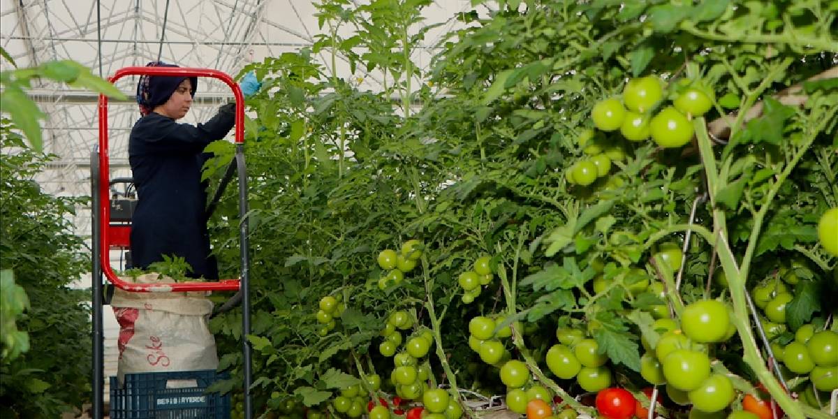 manisada-jeotermal-serada-domates-1