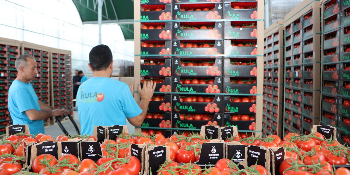 manisada-jeotermal-serada-domates-2