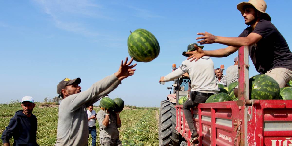 adanada-turfanda-karpuz-hasadi-1