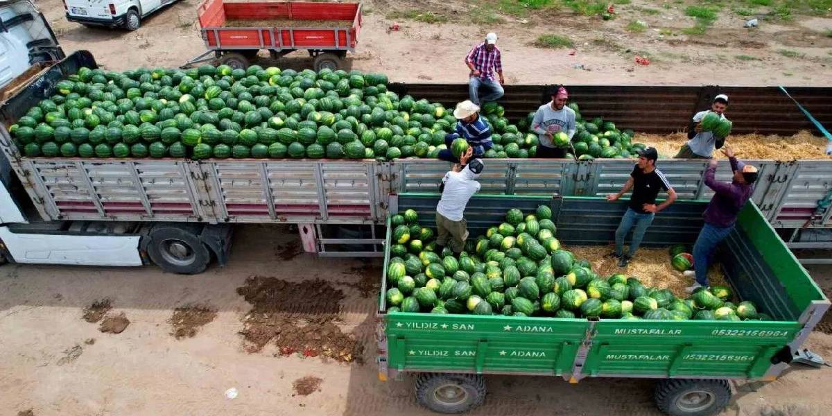 adanada-turfanda-karpuz-hasadi-2