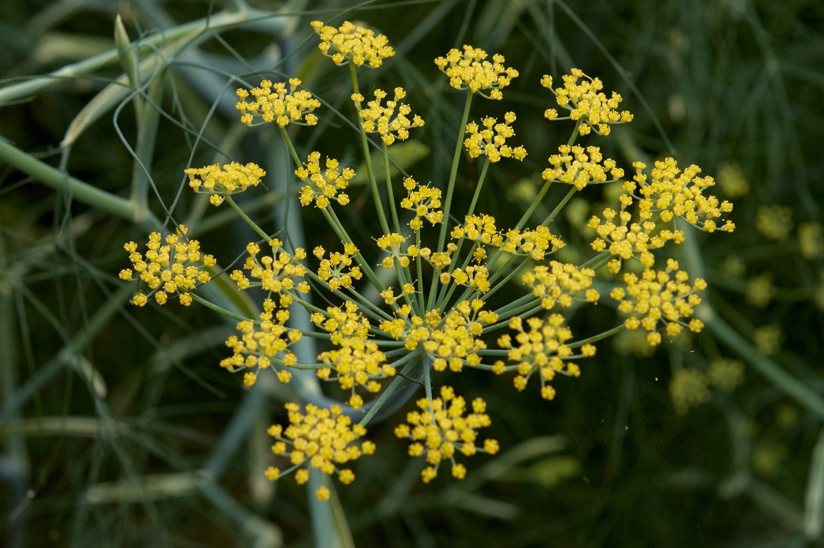 foeniculum-vulgare-c