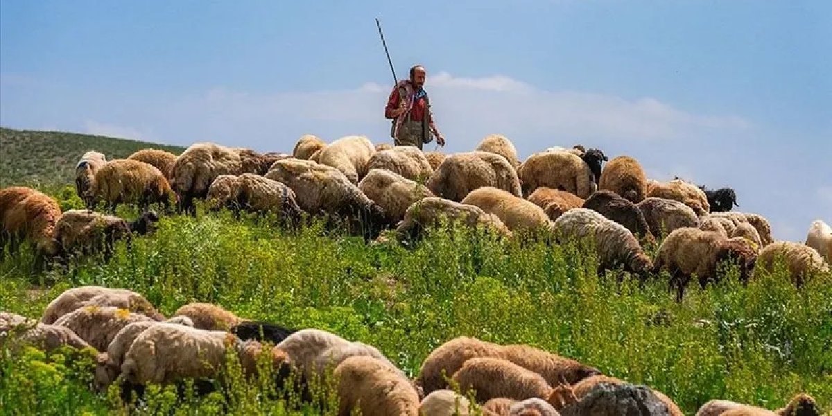 kucukbas-hayvancilik