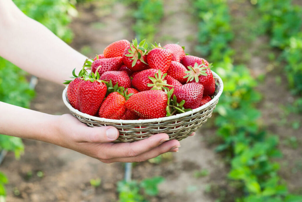 strawberries-in-basket-mkn-1024x685