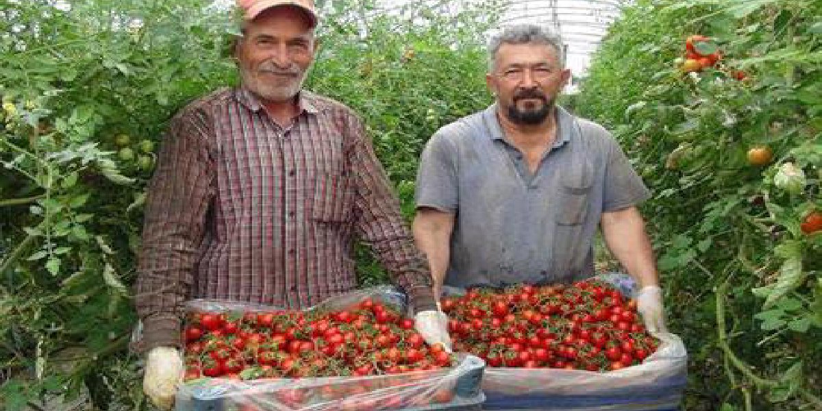 mersin-ortu-alti-domates