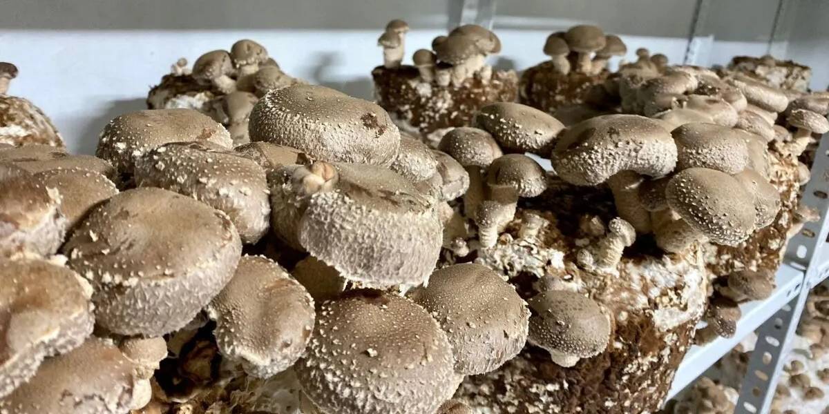 balikesirde-egzotik-mantar-uretimi-1