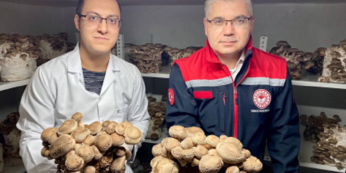 balikesirde-egzotik-mantar-uretimi-2