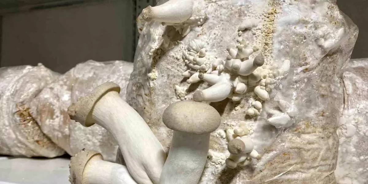 balikesirde-egzotik-mantar-uretimi-3