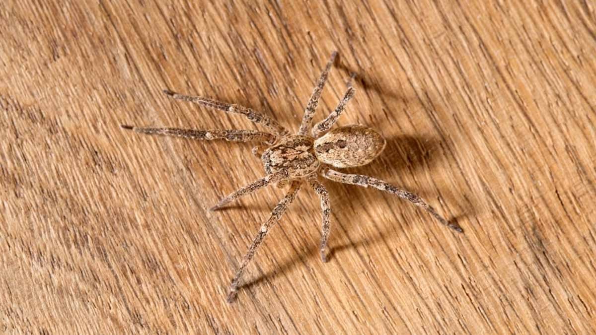 kjpg-8tpfni9cekodmm-rjkrbnw