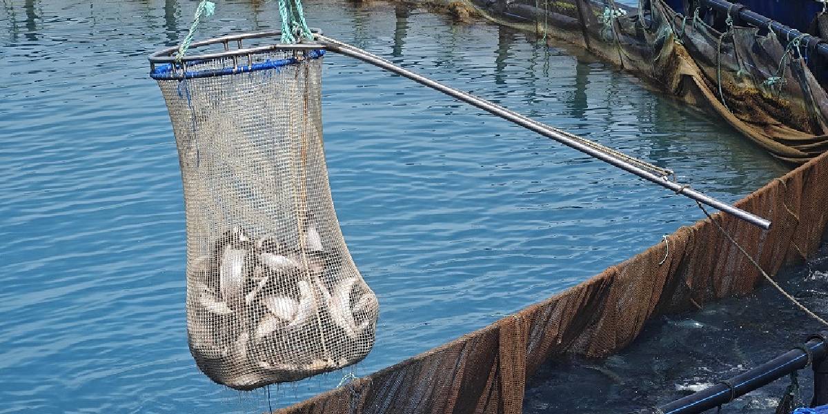 samsunda-turk-somonu-ihracati-basladi-1