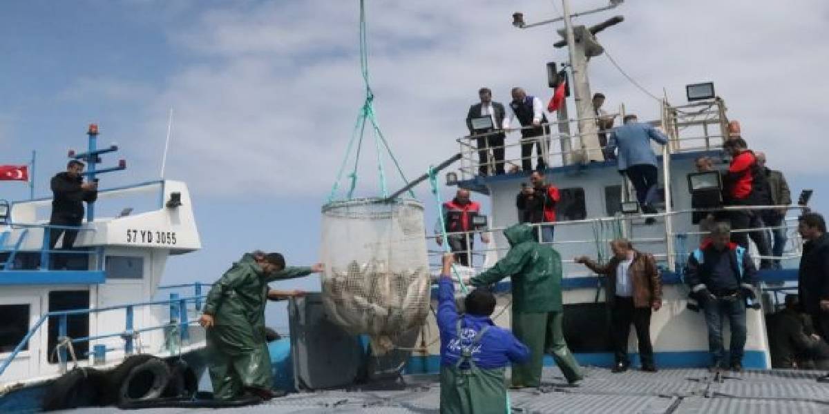 samsunda-turk-somonu-ihracati-basladi-2