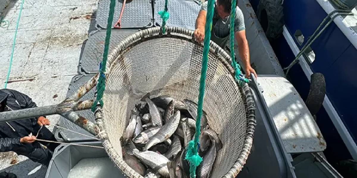 samsunda-turk-somonu-ihracati-basladi-3