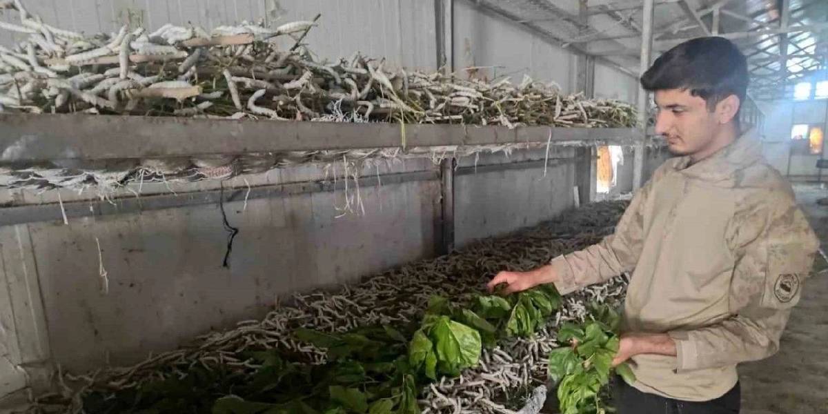 batmanda-ipek-bocegi-yetistiriciligi-1