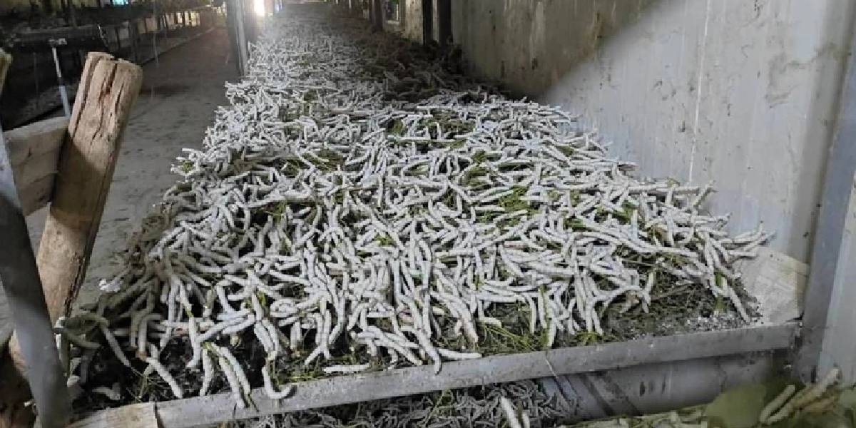 batmanda-ipek-bocegi-yetistiriciligi-2