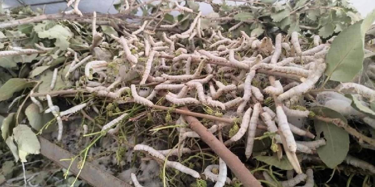 batmanda-ipek-bocegi-yetistiriciligi-3