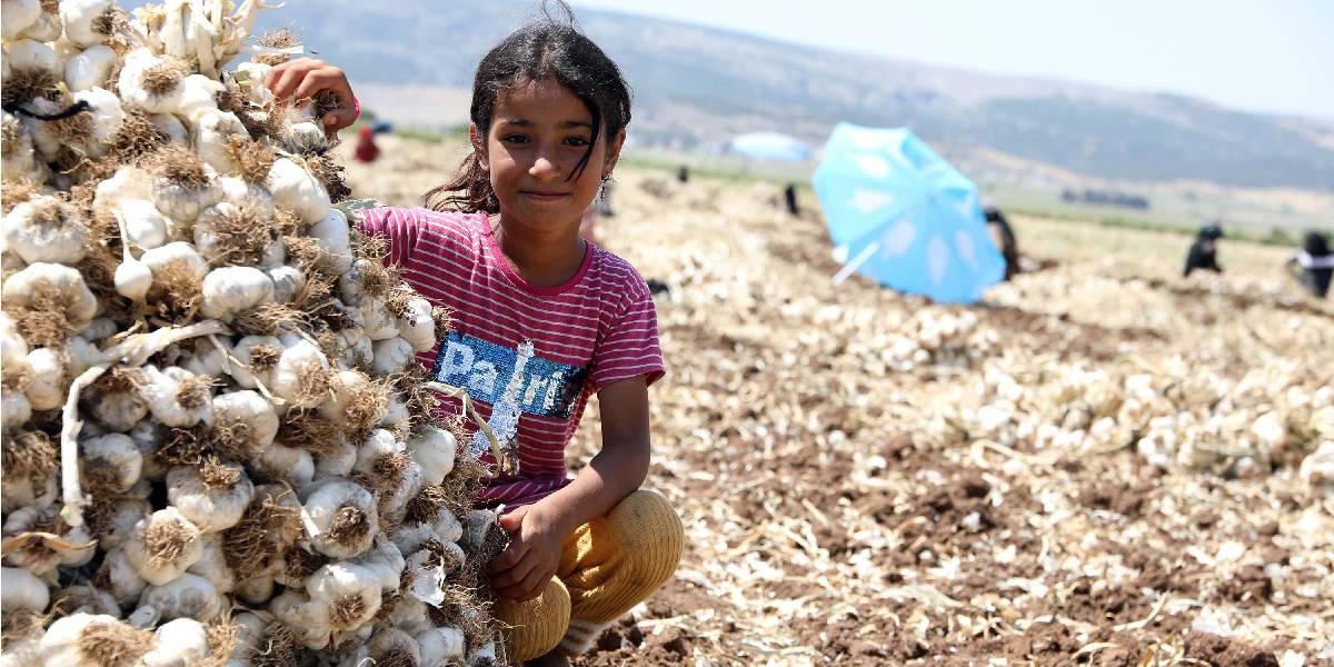 gaziantepte-sarimsak-hasadi-1