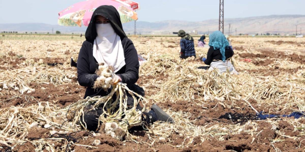 gaziantepte-sarimsak-hasadi-2