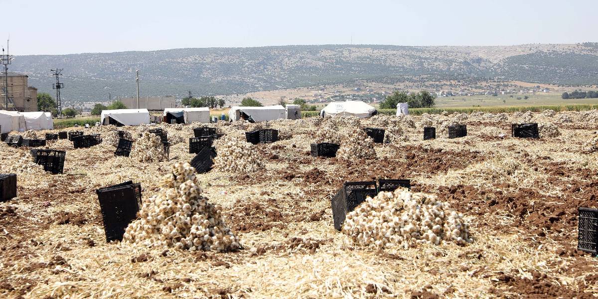 gaziantepte-sarimsak-hasadi-3