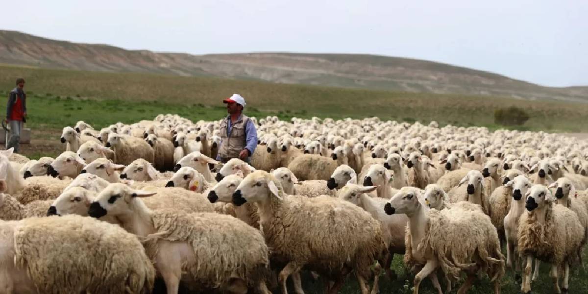 karsta-coban-sorunu-1