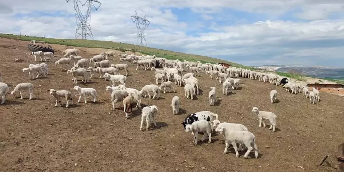 karsta-coban-sorunu-2