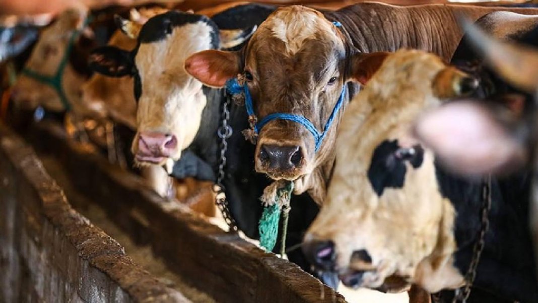 kurban-bayrami-oncesi-baskiden-onemli-uyari-kanalizasyonlara-kurban-atigi-atmayin-1