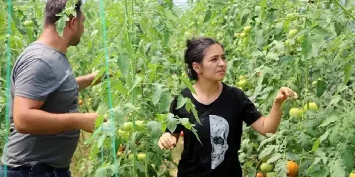 munevver-meziroglu-domates