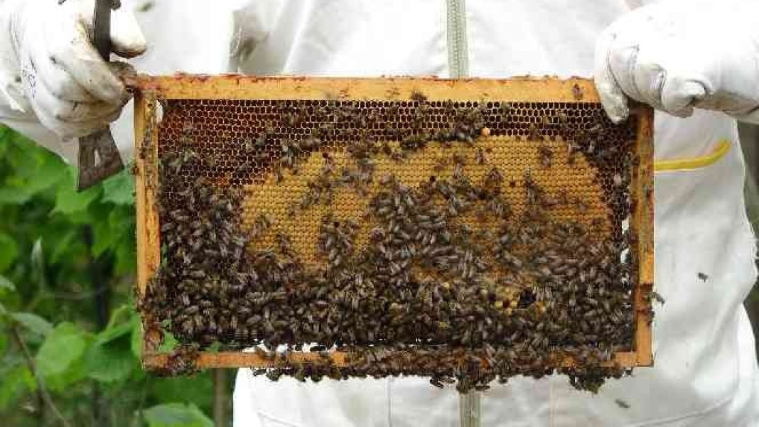 sadece-dort-yilda-bir-hasat-ediliyor-bu-balin-azi-sifa-fazlasi-tehlike-1