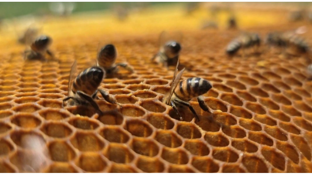 sadece-dort-yilda-bir-hasat-ediliyor-bu-balin-azi-sifa-fazlasi-tehlike-2