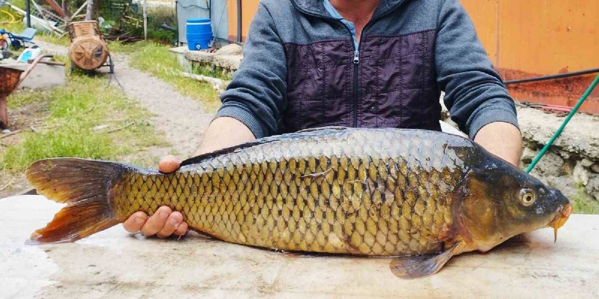 denizlide-7-kiloluk-sazan-avlayan-1