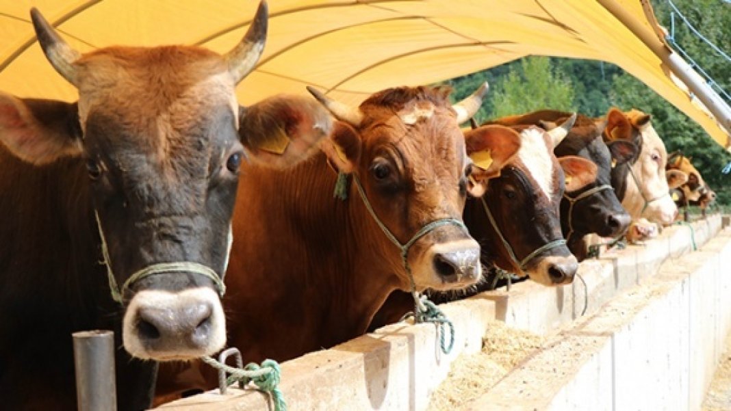 kurbanlik-alacaklar-dikkat-illere-gore-kurbanlik-ve-hisse-fiyatlari-belli-oldu-1