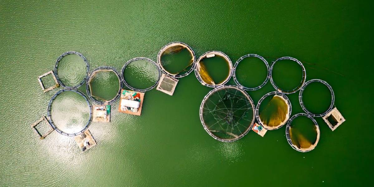 manisada-somon-ihracati-1