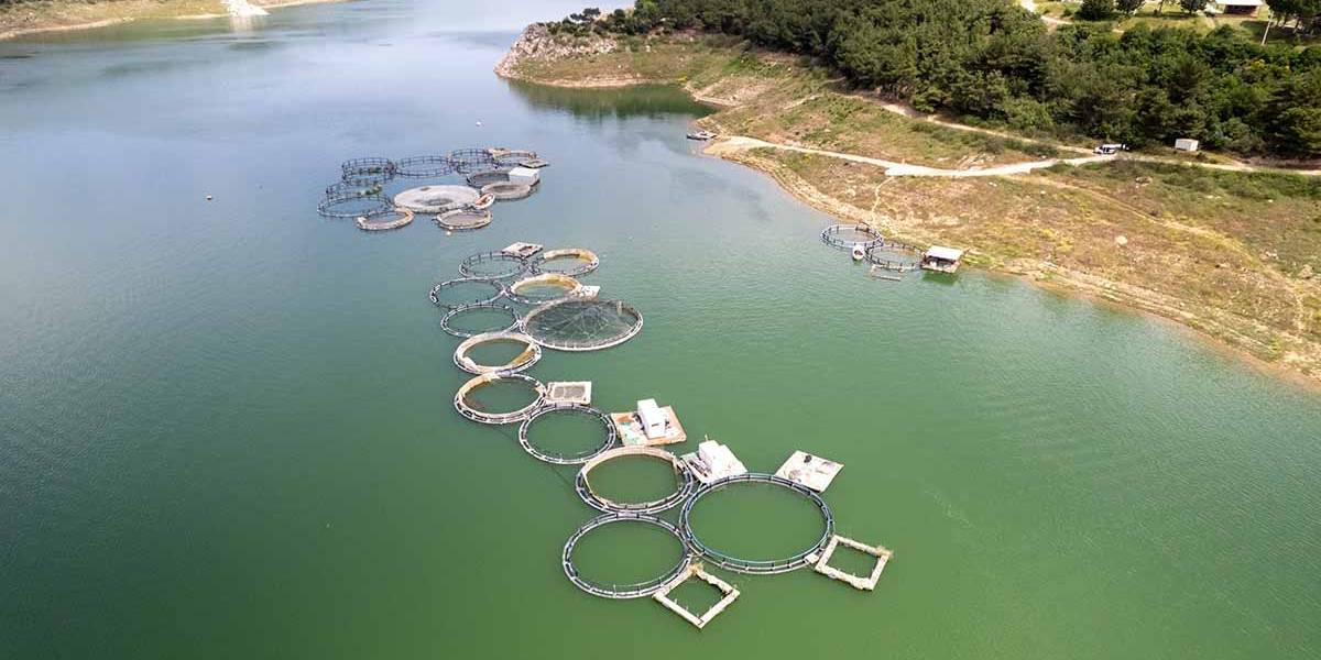 manisada-somon-ihracati-2