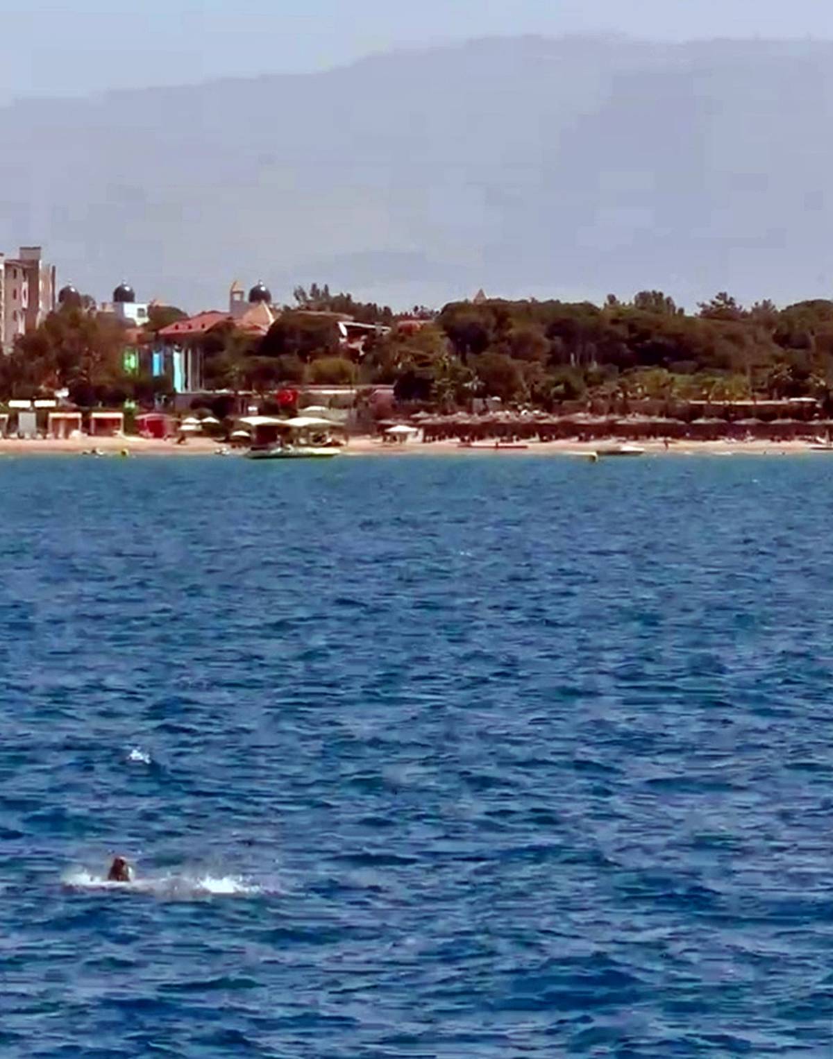 turkiyede-akdeniz-foku-var-mi-akdeniz-fok-baligi-turkiyede-var-mi-nerede-yasar-2.jpg