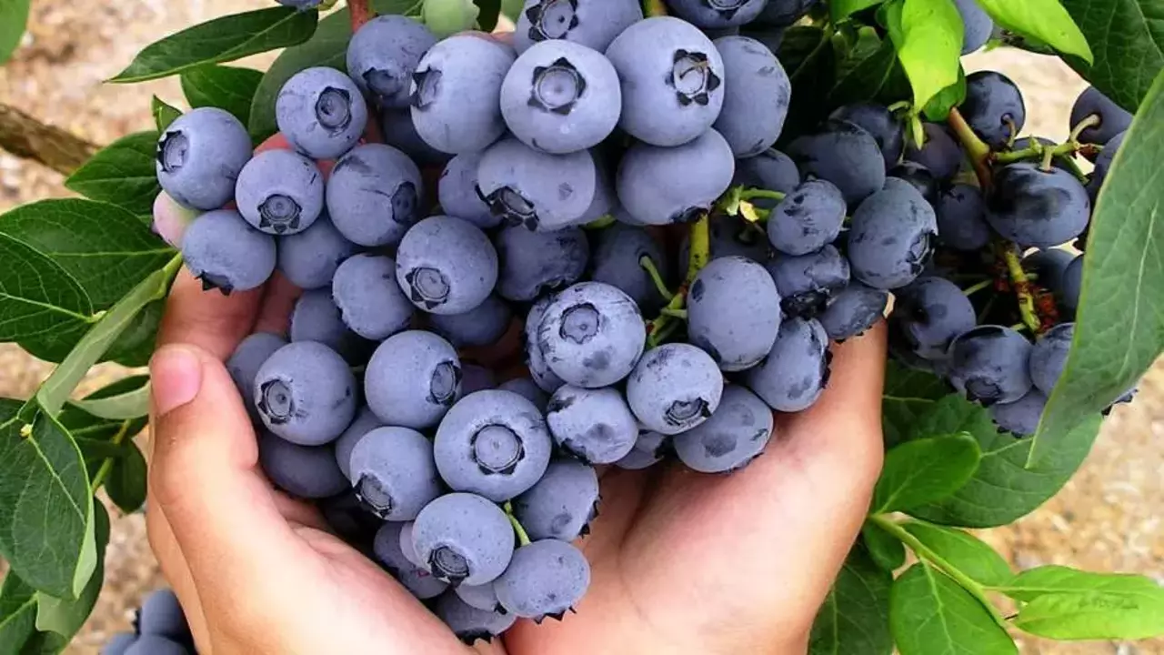 yaban-mersinin-faydalari-nelerdir-yaban-mersini-hangi-hastaliklara-iyi-gelir-1574858059-671