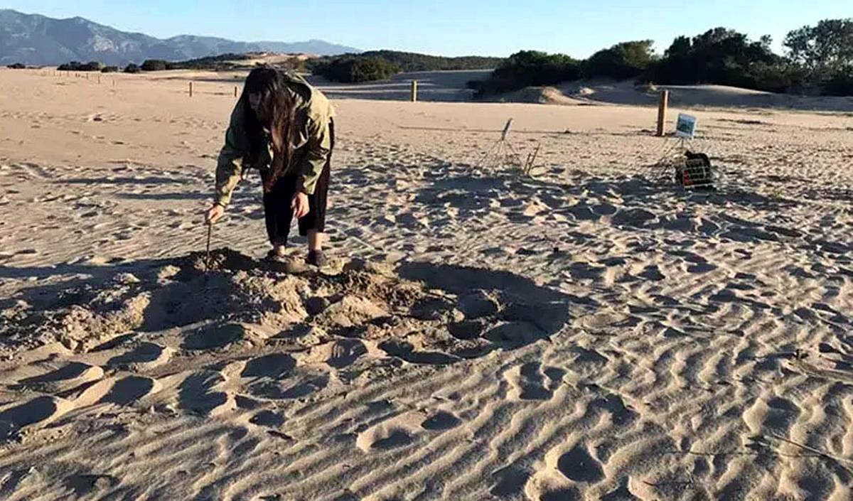 caretta-caretta-kaplumbagalar-turkiyede-nerede-yumurtluyor-3