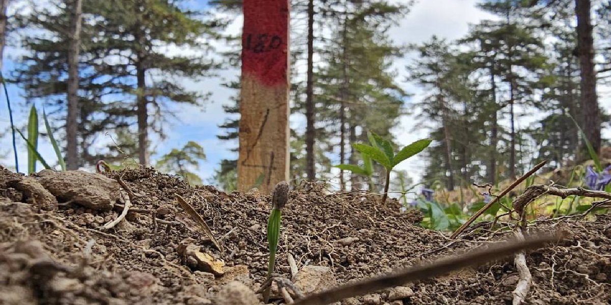 kaaracam-filizlendirme