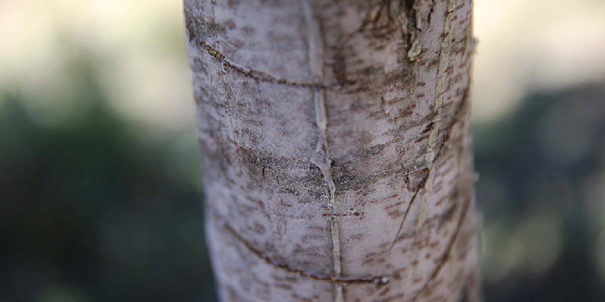 muglada-sakiz-agaci-hasadi-1