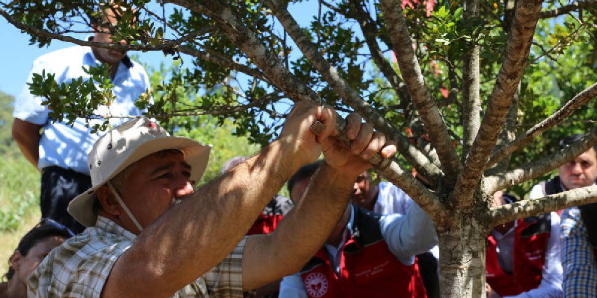 muglada-sakiz-agaci-hasadi-2