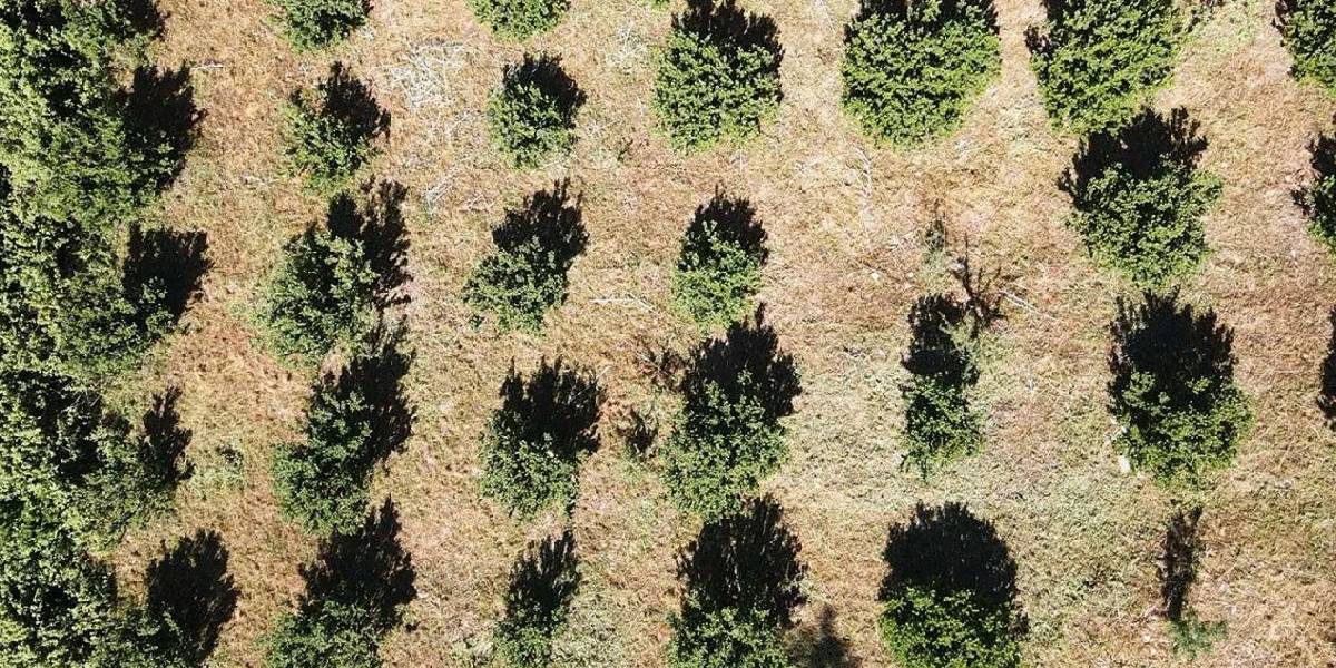 muglada-sakiz-agaci-hasadi-3