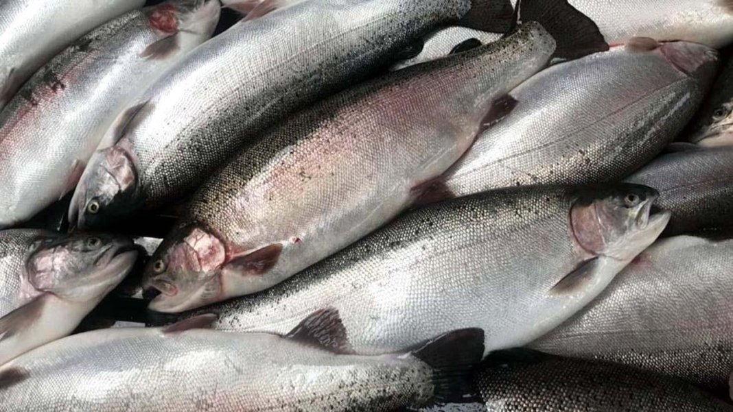norvec-ve-karadeniz-somonunu-unutun-firatin-serin-sularindan-53-ulkenin-sofrasina-gidiyor-1.jpg