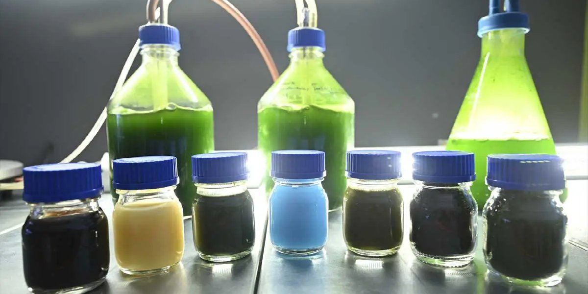 aygen-savas-alkan-alg-1