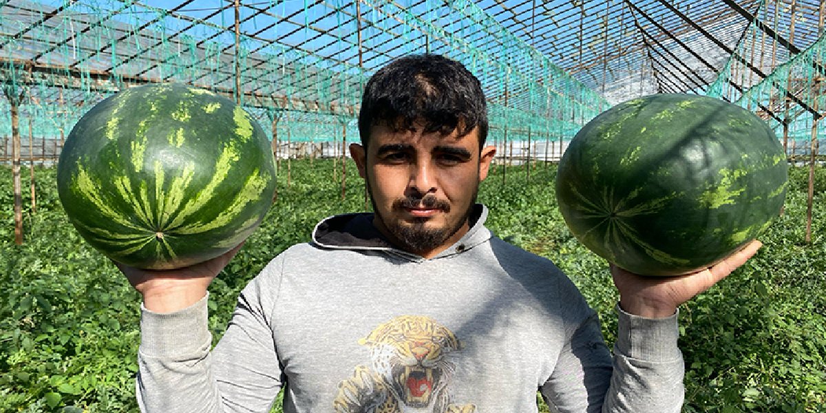karpuz-uretim-1