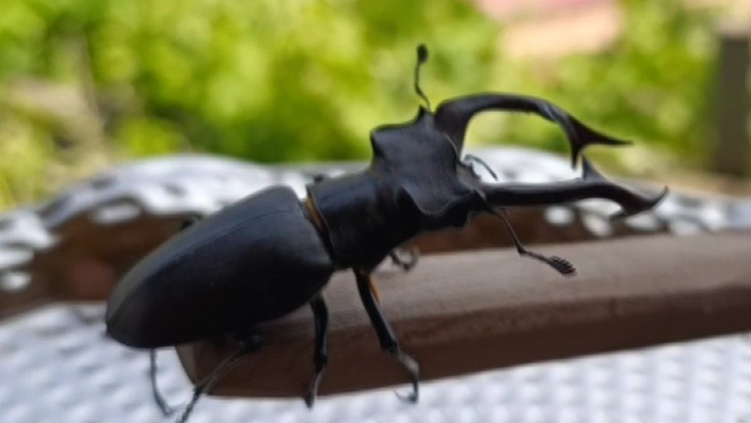 evine-giren-bu-bocegi-sakin-oldurme-cezasi-557-bin-tl-dunyada-koleksiyon-degeri-var-1