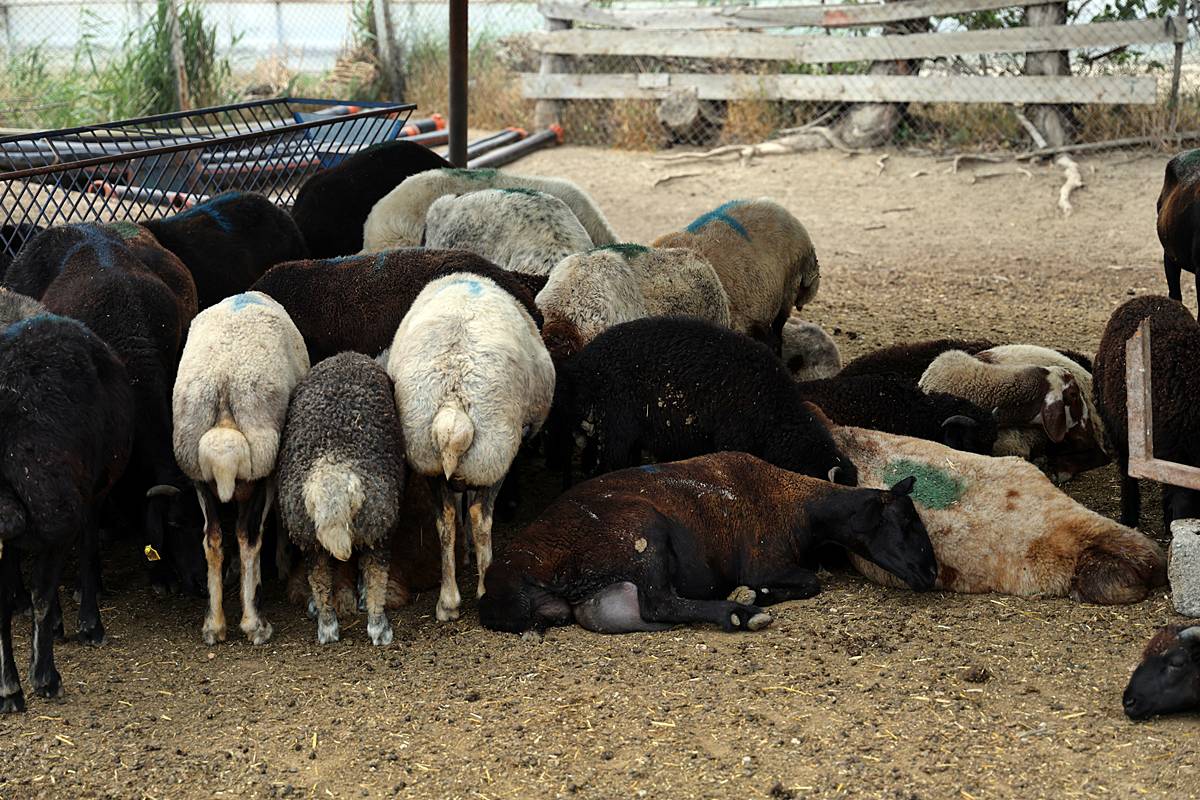 husumetlisinin-hayvanlarini-zehirleyerek-oldurdu-4