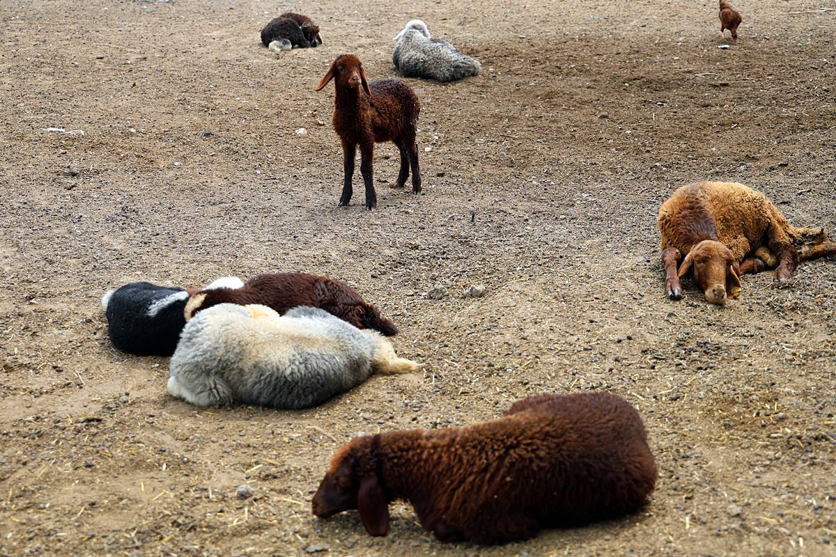 husumetlisinin-hayvanlarini-zehirleyerek-oldurdu-5