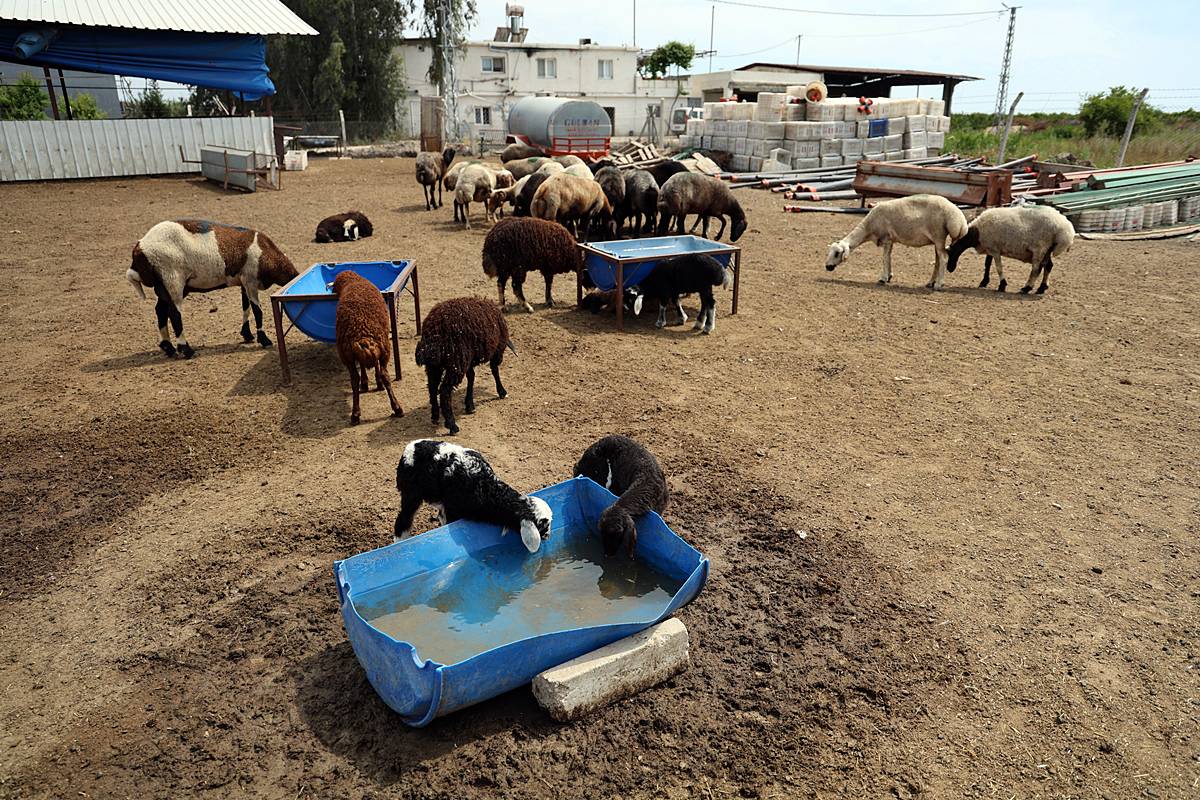 husumetlisinin-hayvanlarini-zehirleyerek-oldurdu-9