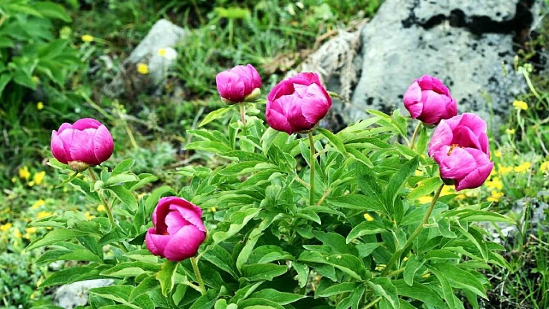 sakayik-cicegi-koparma-cezasi